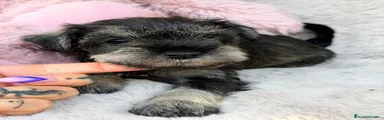 Schnauzer Miniatura 2