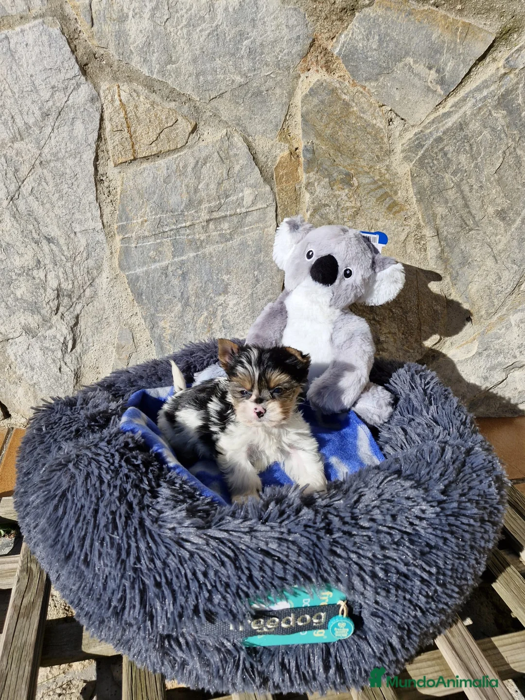 Biewer Yorkshire Terrier a la Pom Pon perros en venta: Biewers espectaculares  en Barcelona - Anuncio 2