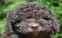 Perro de Agua Español perros en venta: Cachorras hembras de perro de agua español - Imagen 3
