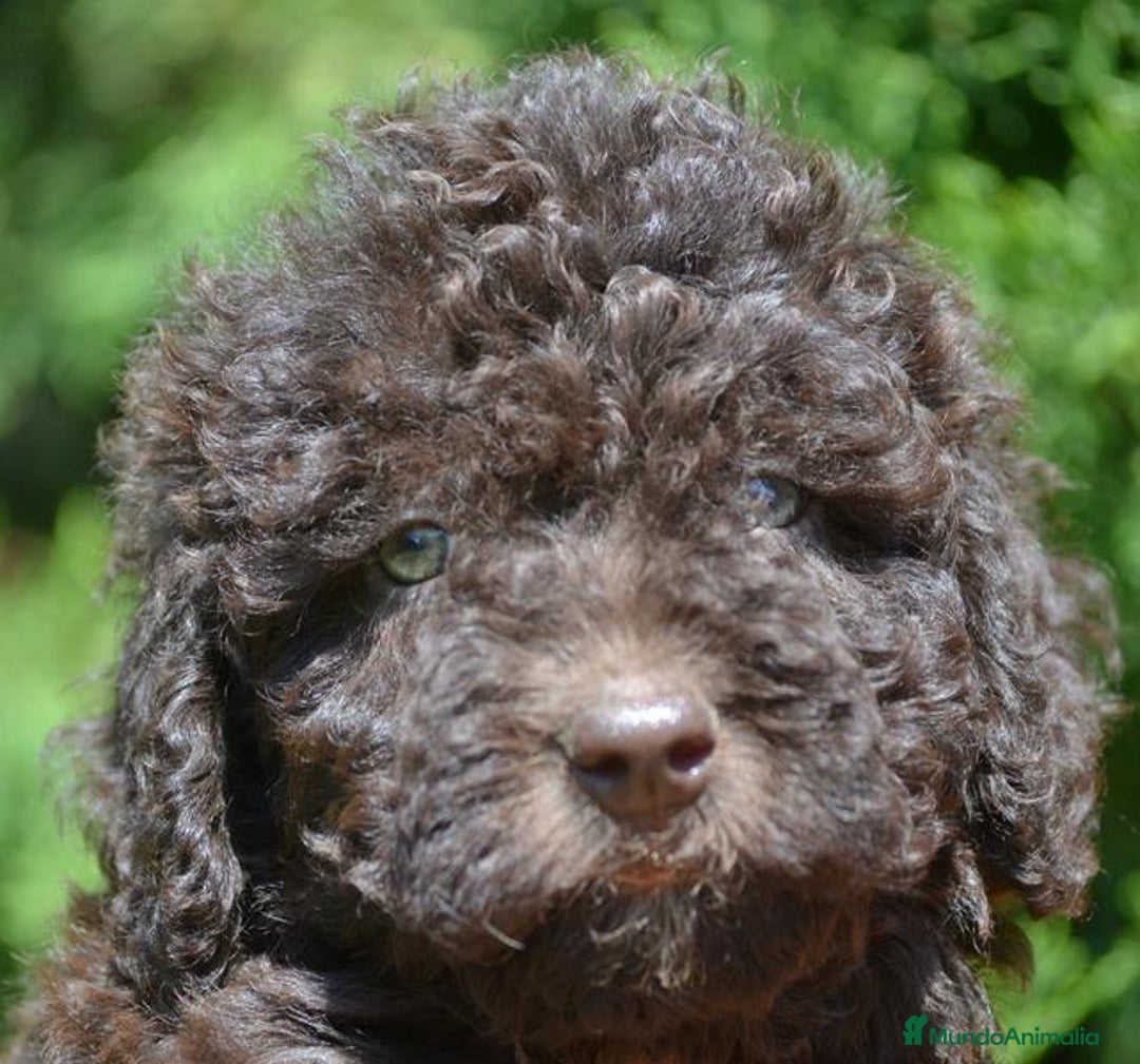 Perro de Agua Español perros en venta: Cachorras hembras de perro de agua español - Imagen 3