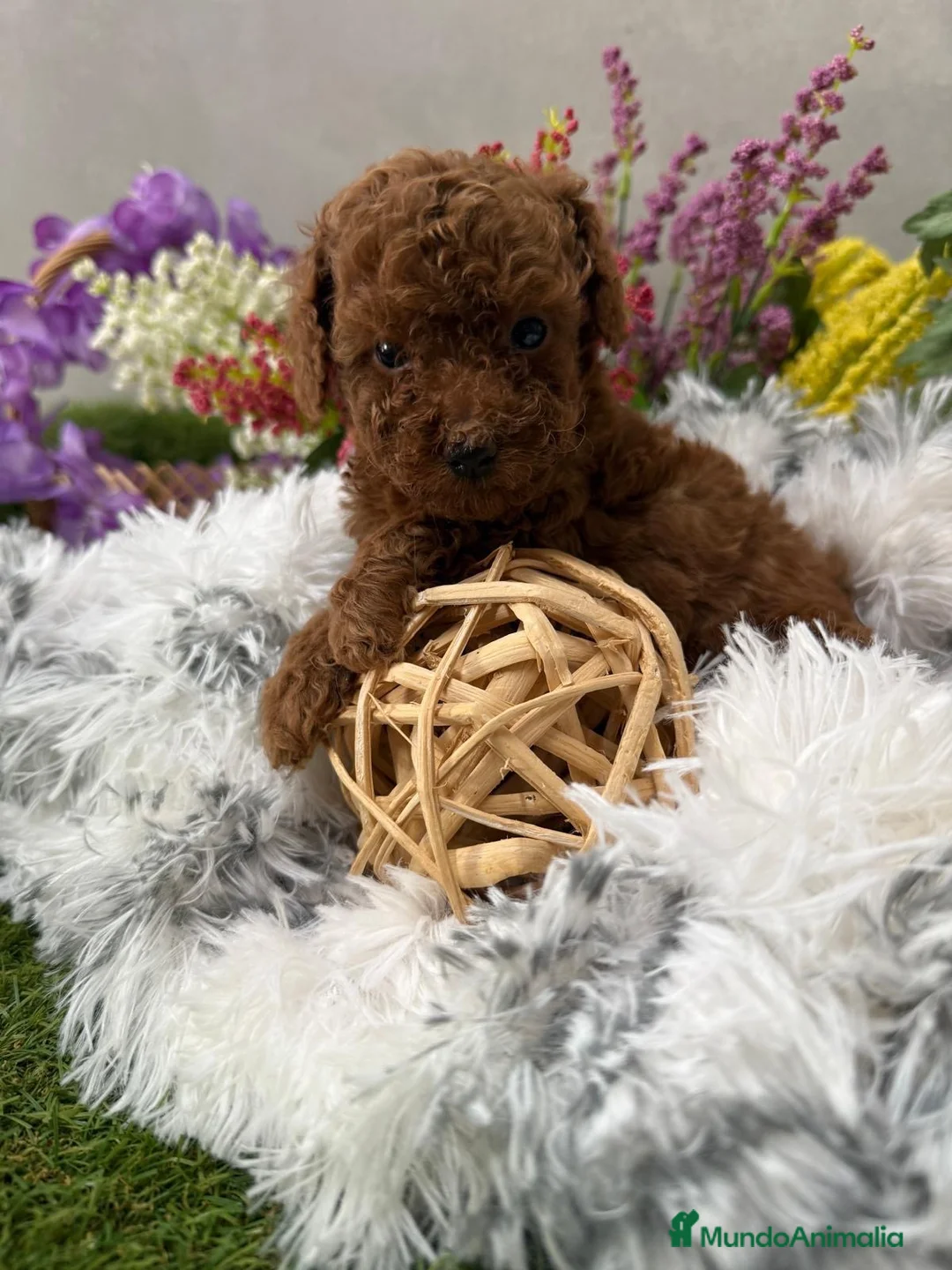 Caniche Toy perros en venta: Caniche Toy rojo hembra fotos actuales  - Anuncio 2