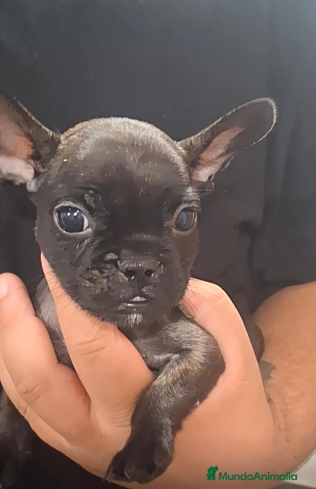 Bulldog Francés perros en venta: 🌟ECONOMICO🌟ÚLTIMO MACHITO🌟 - Imagen 2