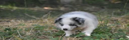 Border Collie perros en venta: Cachorros de Border Collie disponibles - Anuncio 22