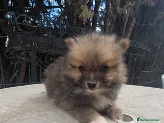 Pomerania perros Pomerania naranja - Anuncio 1