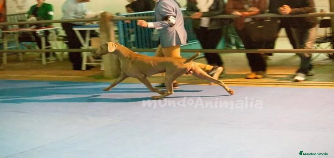 Imagen de galería {{count}}