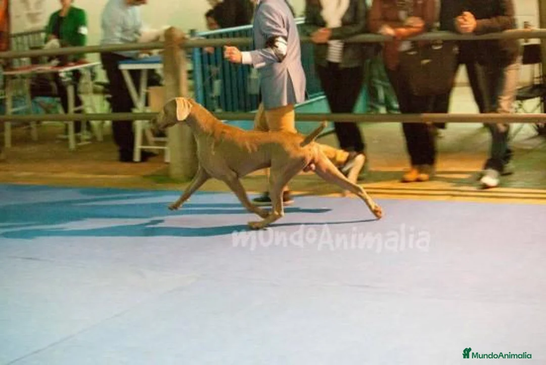 Imagen de galería {{count}}