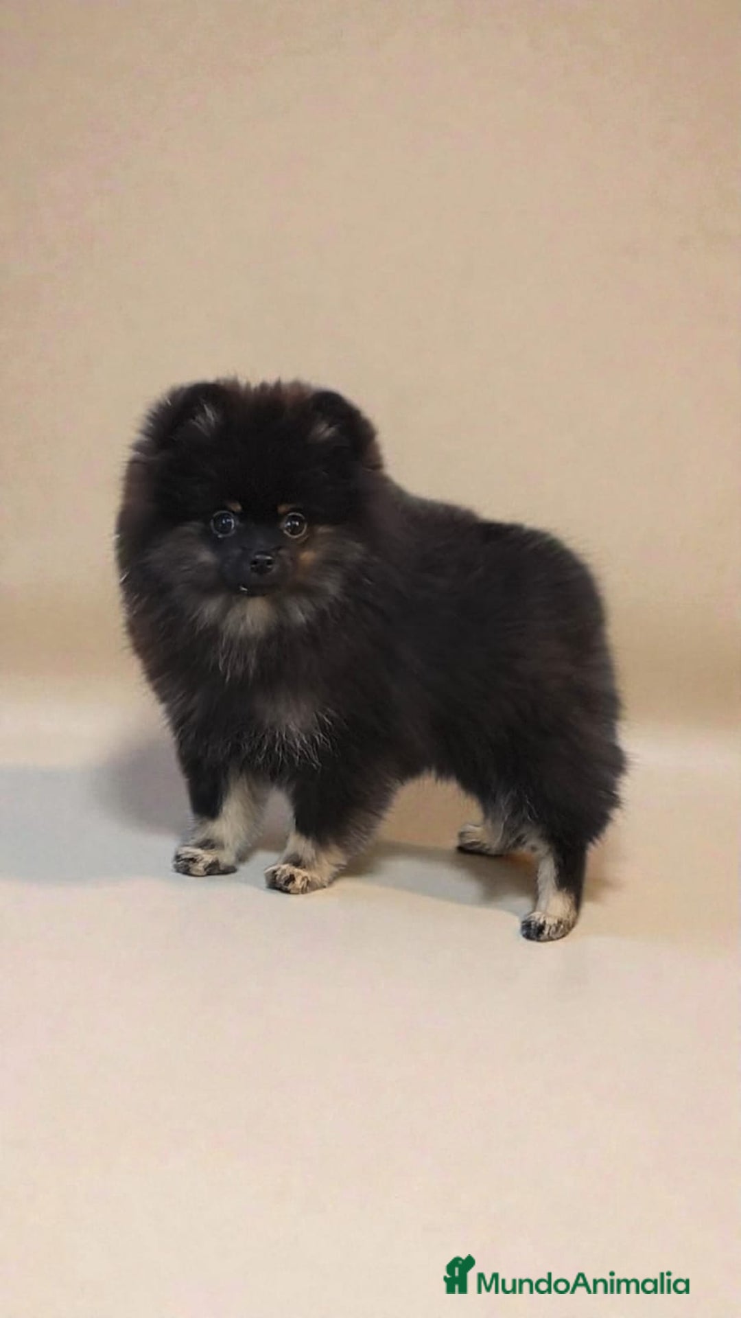 Pomerania perros en venta: Pomerania coreana y rusa MADRID, CÁCERES  - Anuncio 3