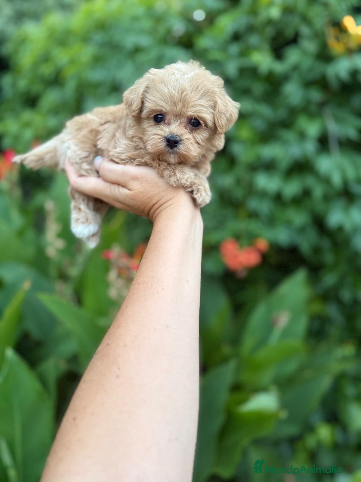 Maltipoo perros Maltipoo toy hembra !! - Anuncio 2