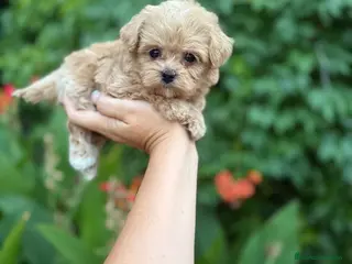 Maltipoo perros Maltipoo toy hembra !! - Anuncio 2