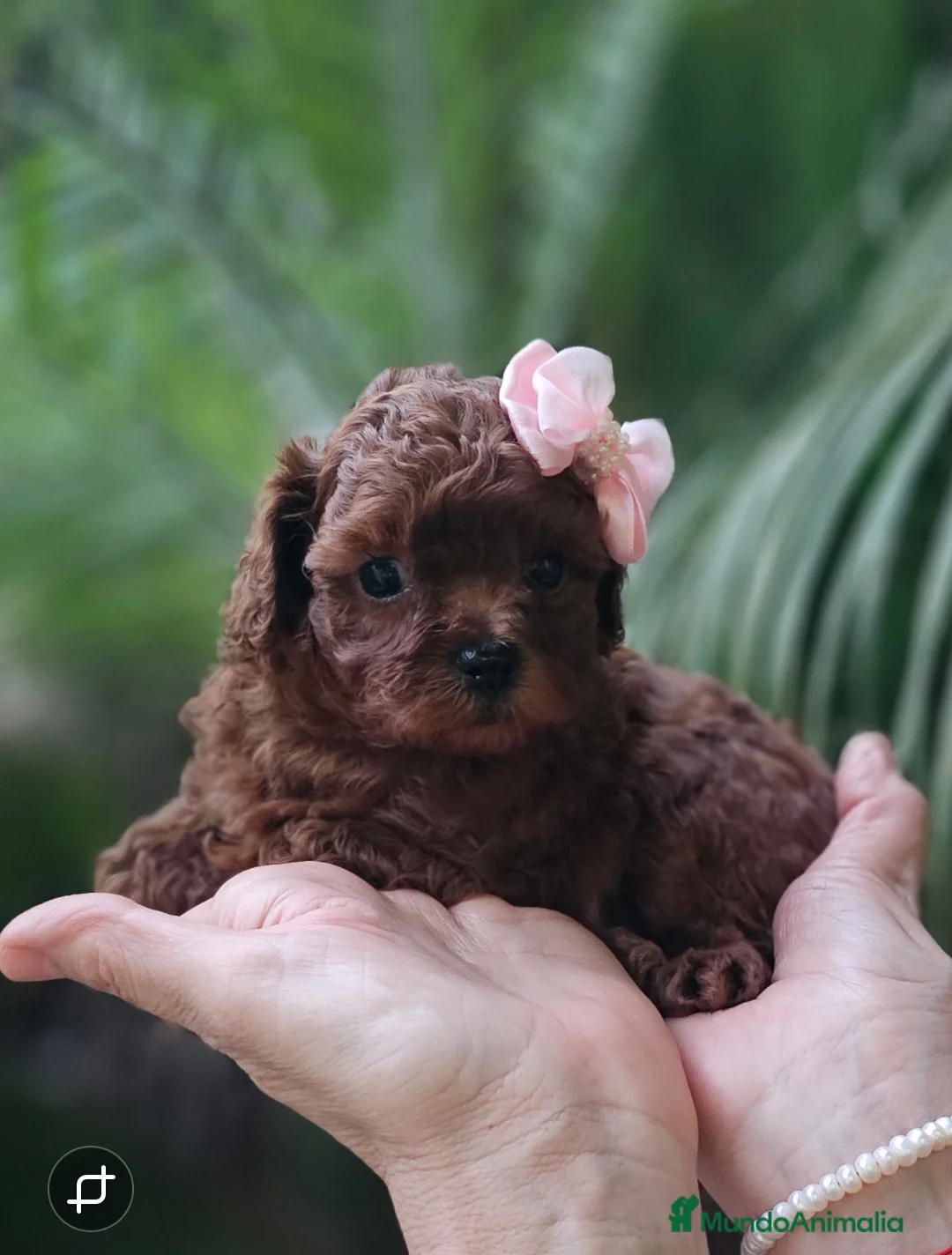 Caniche Toy perros en venta: HÉMBRA ASIÁTICA TEA CUP - Anuncio 2