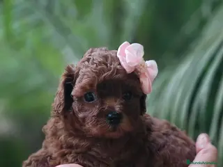 Caniche Toy perros HÉMBRA ASIÁTICA TEA CUP - Anuncio 9