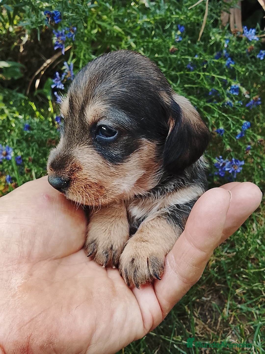 Teckel perros en venta: Teckel de pelo duro. - Imagen 6