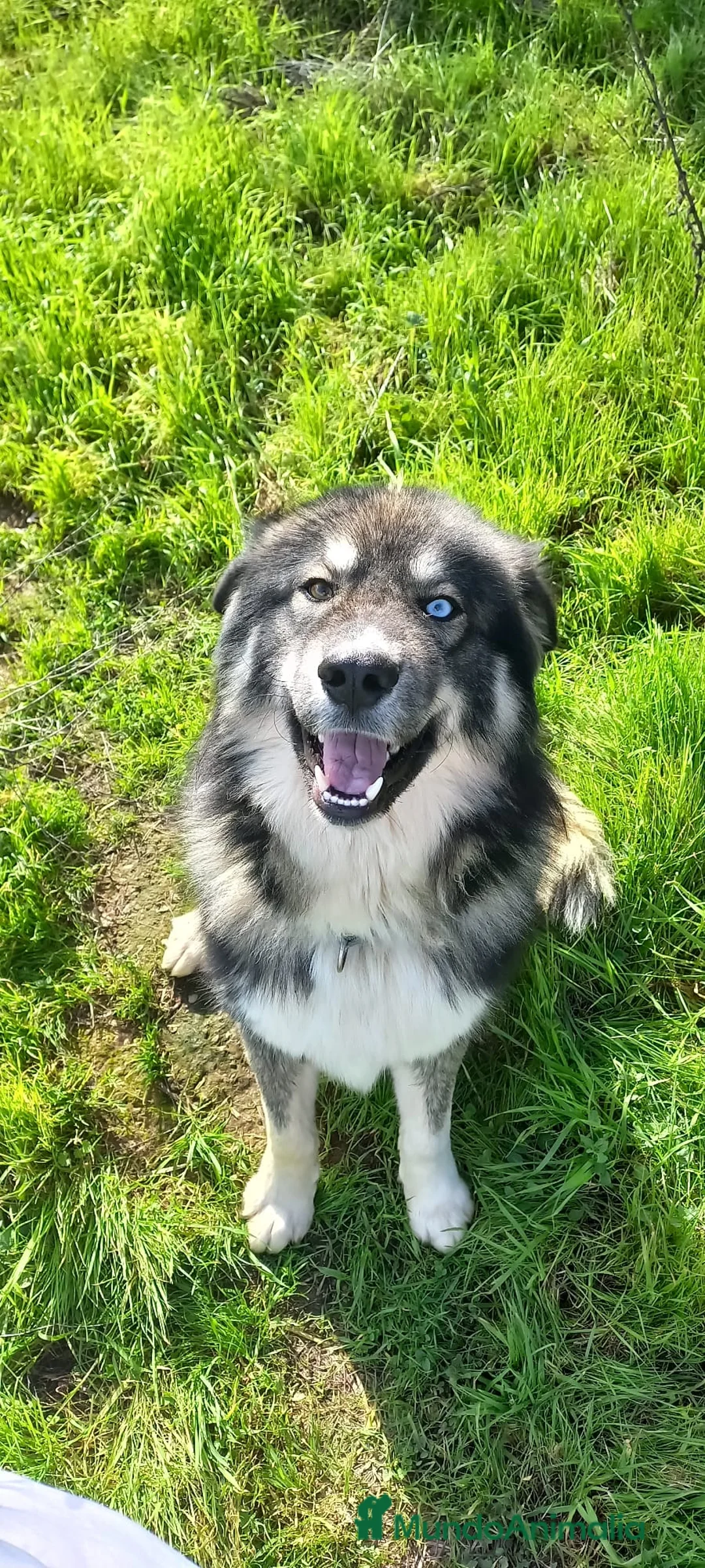 Raza Mixta perros en venta: Pastor del Cáucaso con husky macho - Anuncio 4