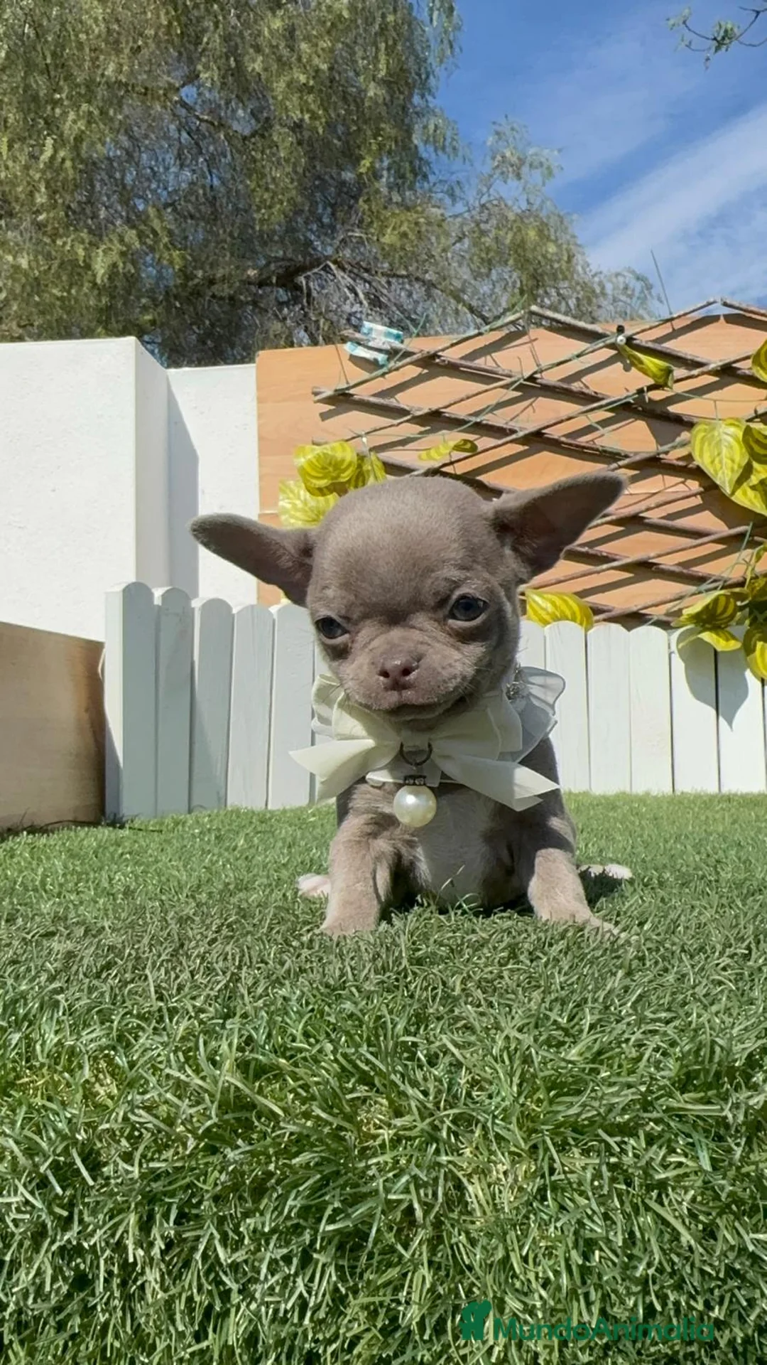 Chihuahua perros en venta: CHIHUAHUA MACHO - Anuncio 2