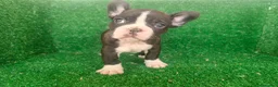 Bulldog Francés perros en venta: Bulldog francés  - Anuncio 16