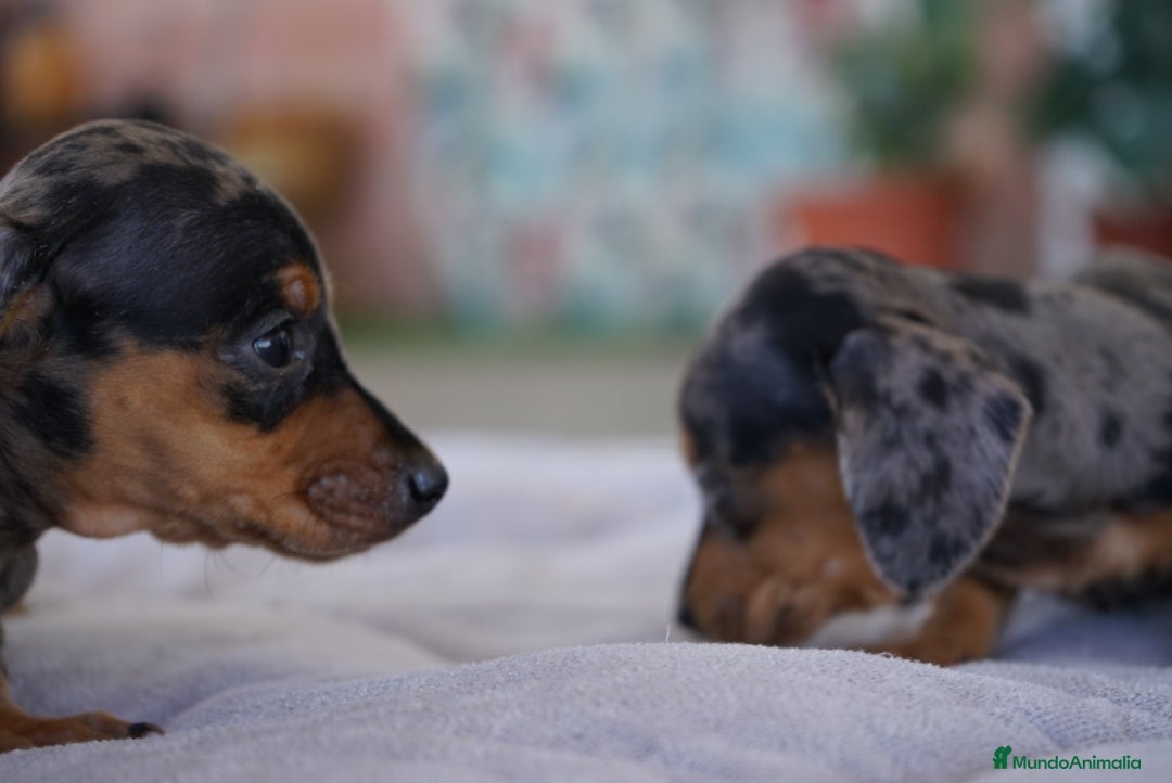 Teckel Miniatura perros en venta: 🐾 Rafaela y Molly – Teckel miniatura merlé🌌 - Imagen 9