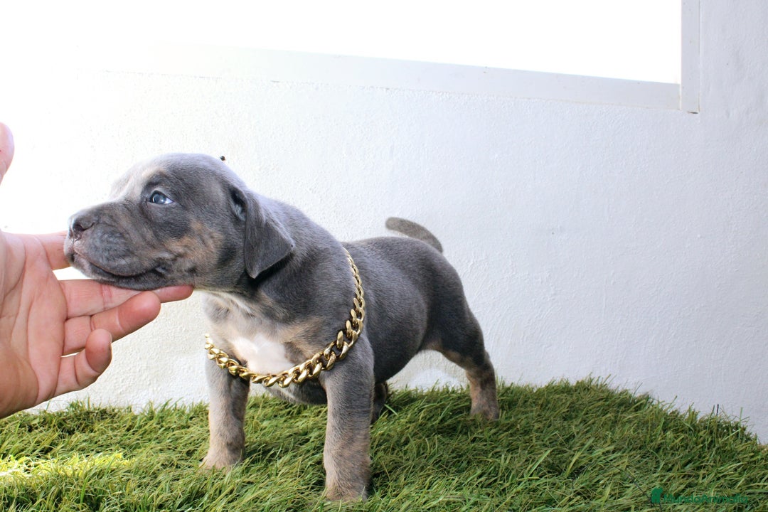 American Pit Bull Terrier perros en venta: American pitbull terrier criado todo en casa - Imagen 7