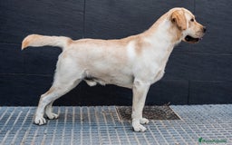 Labrador Retriever perros en venta: Cachorros de labrador amarillo  - Imagen 6