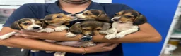 Beagle perros en venta: Cachorros Beagle 500€ ¡PRECIO REAL! VALENCIA - Anuncio 5