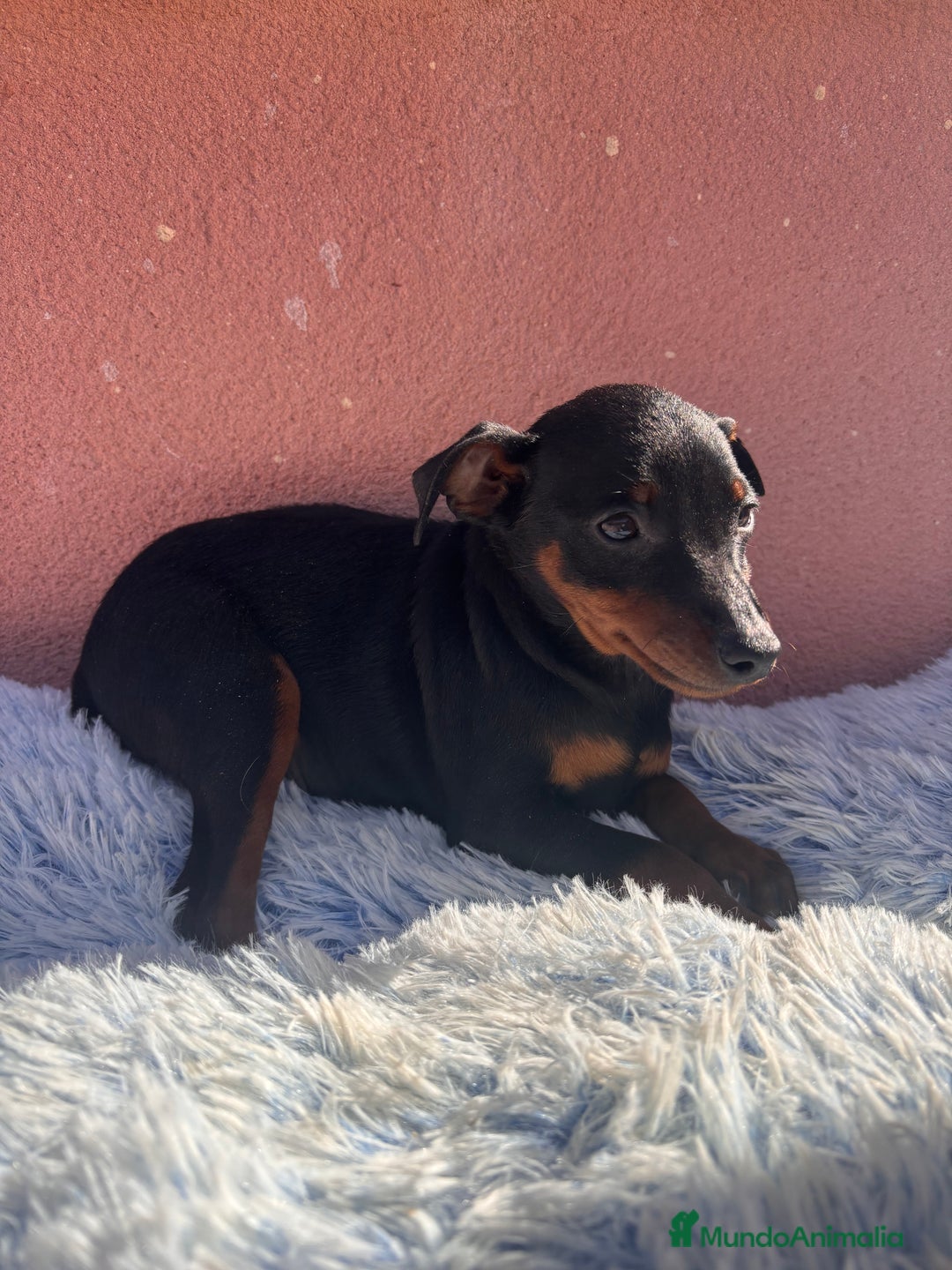 Pinscher Miniatura perros en venta: PINSCHER MINIATURA - Anuncio 3