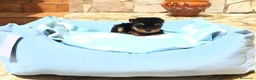 Yorkshire Terrier perros en venta: Yorkshire Terrier - Anuncio 8