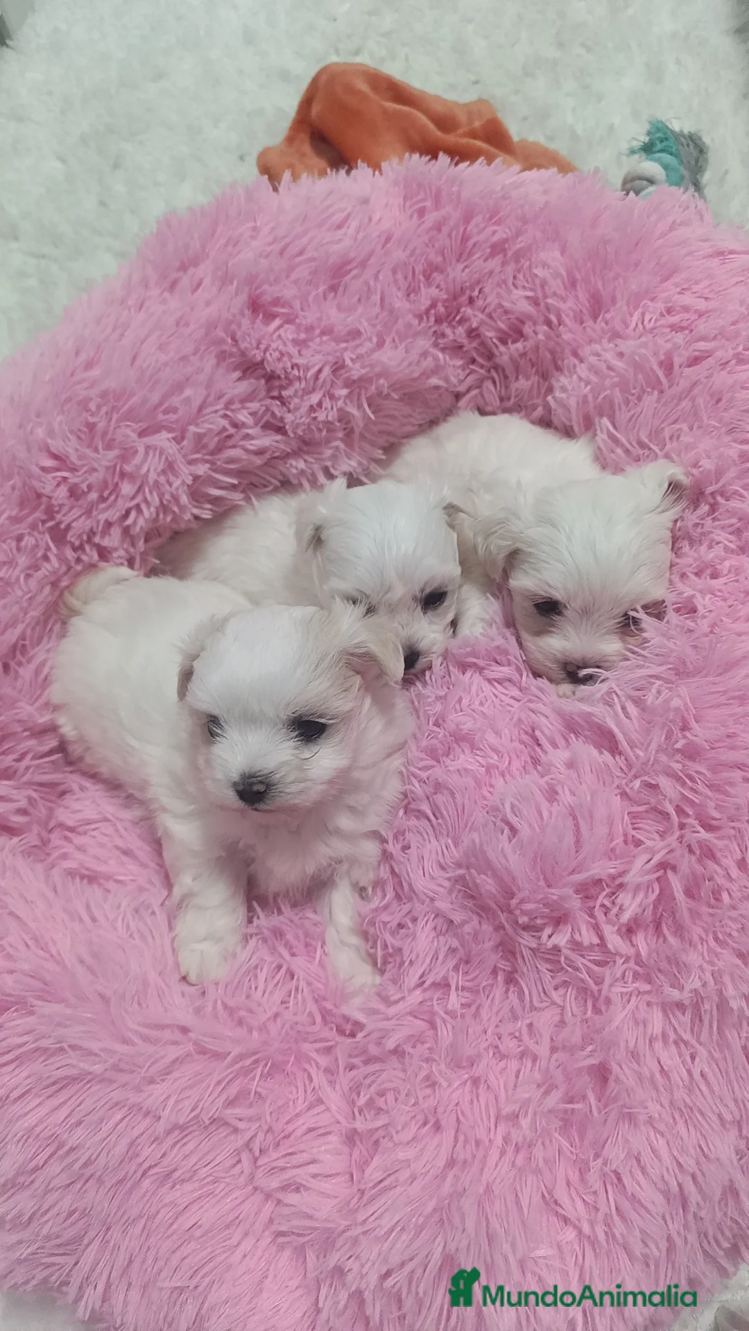 Bichón Maltés perros en venta: Bichón maltés coreanos  - Anuncio 4