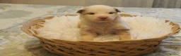 Pastor Australiano perros en venta: Excelente camada de Pastor Australiano  - Anuncio 5