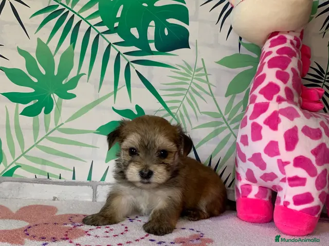 Morkie perros en venta: Cachorros Morkie - Anuncio 1