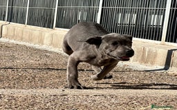 Cane Corso perros en venta: CANE CORSO HEMBRA! en Barcelona - Imagen 4