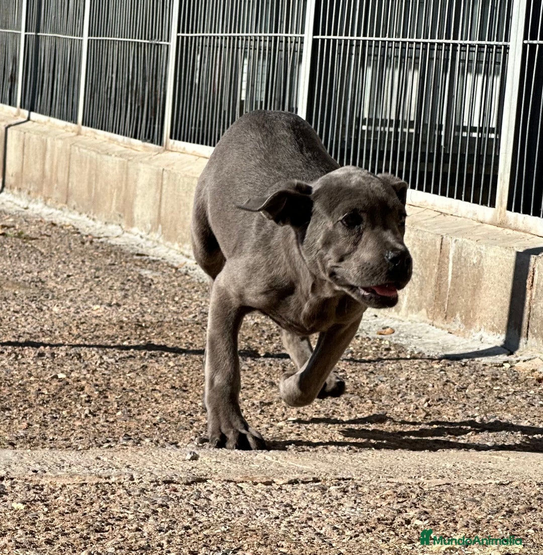 Cane Corso perros en venta: CANE CORSO HEMBRA! en Barcelona - Imagen 4