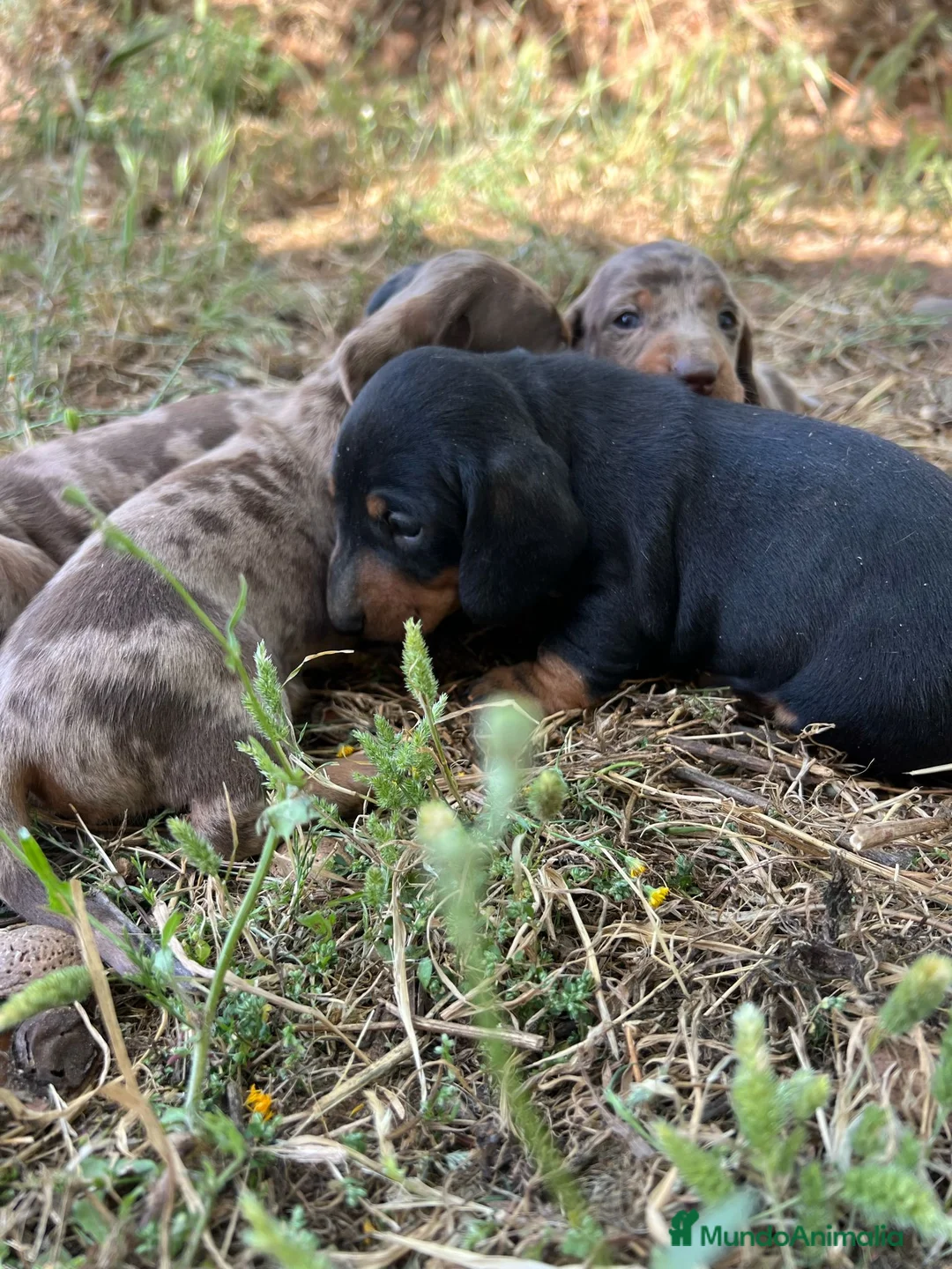 Imagen de galería {{count}}