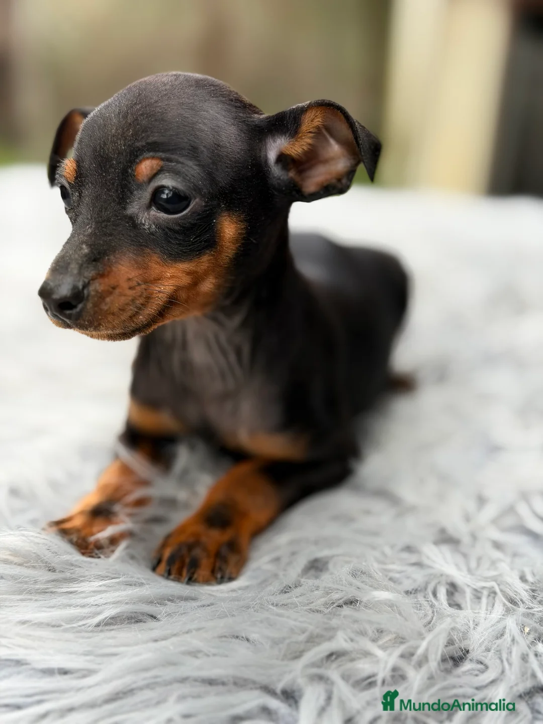 Pinscher Miniatura perros en venta: Minipicher miniatura  - Anuncio 2