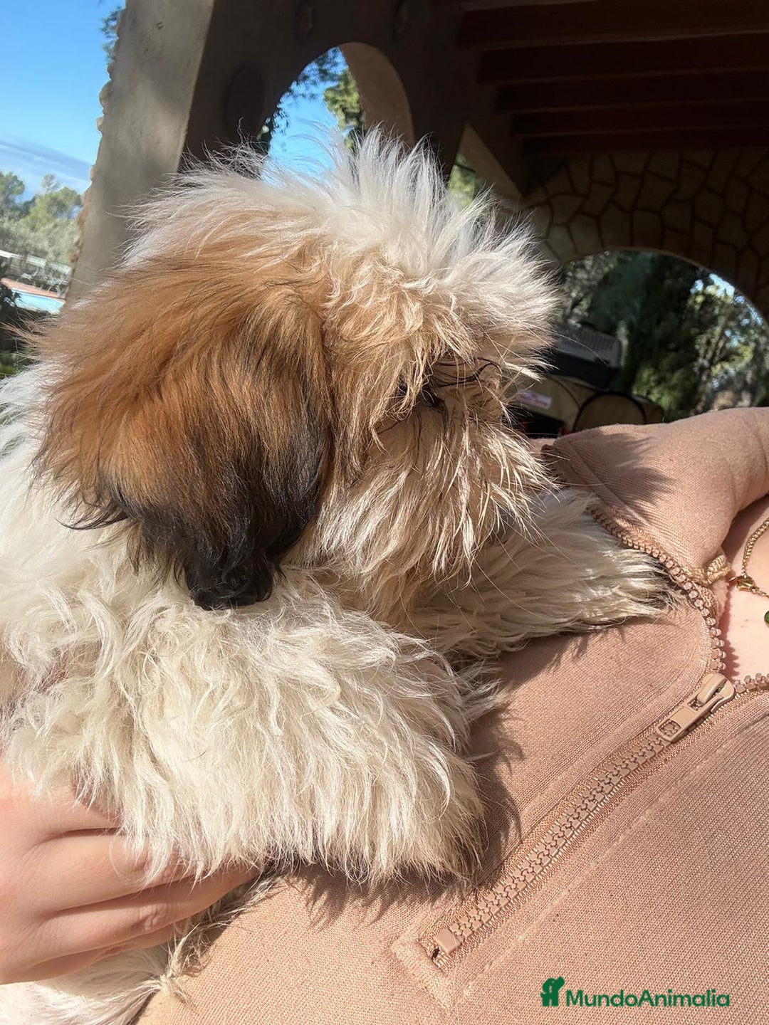 Shih Tzu perros en venta: Machitos de shihtzu  - Anuncio 7