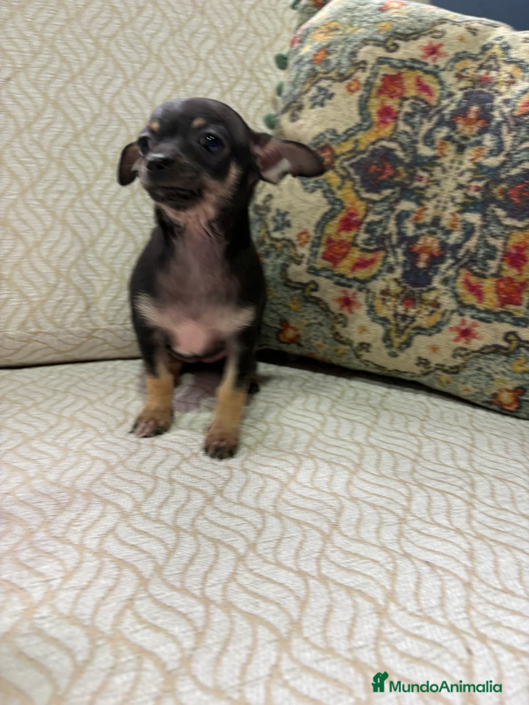 Chihuahua perros en venta: Chihuahua Toy hembra negro - Anuncio 9