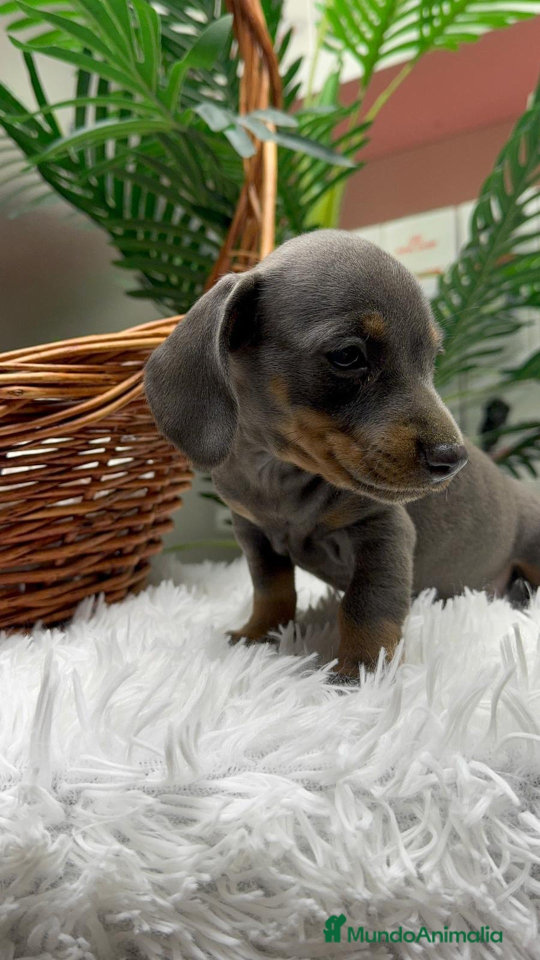 Teckel Miniatura perros en venta: TECKEL BLUE AND TAN - Anuncio 21