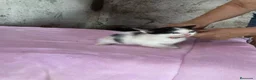 Europeo de Pelo Corto gatos en adopcion: Gatitos europeos comunes buscan hogar - Anuncio 2
