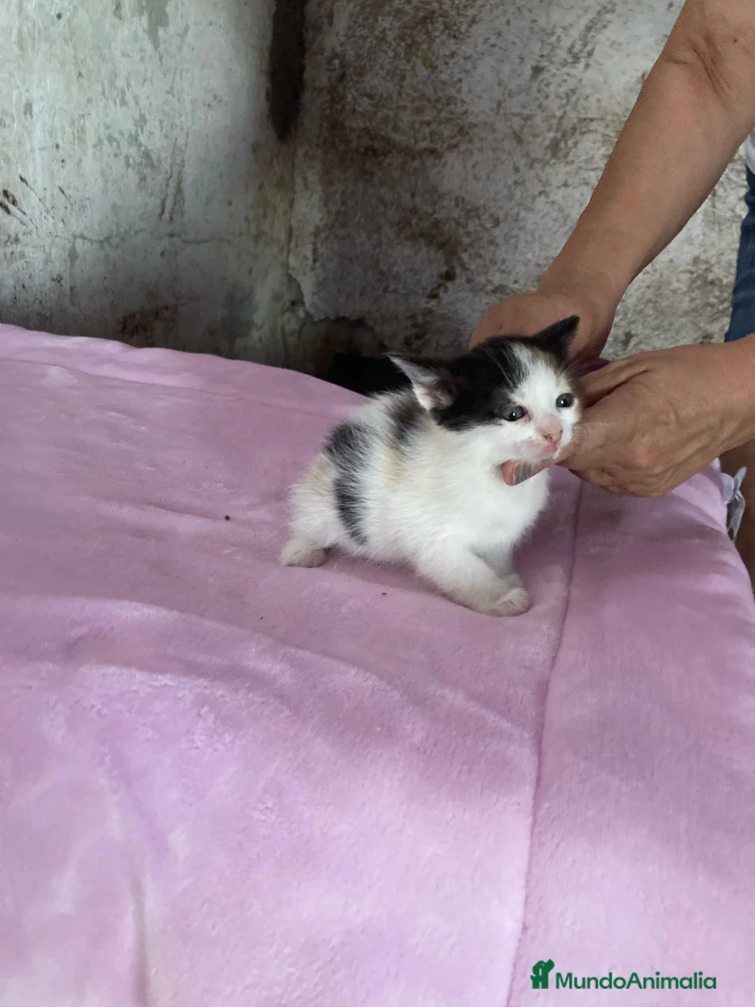 Europeo de Pelo Corto gatos en adopcion: Gatitos europeos comunes buscan hogar - Anuncio 2