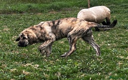 Mastín Español perros en venta: Mastín Español Tradicional Ganadero - Imagen 5