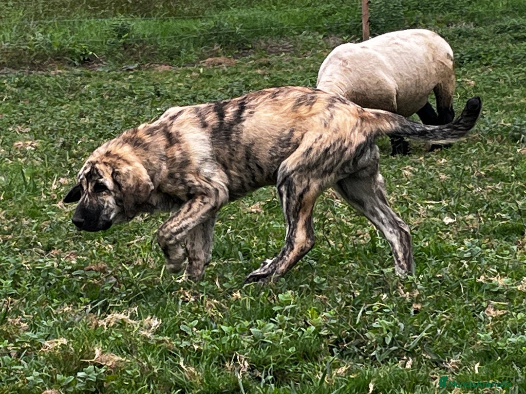 Mastín Español perros en venta: Mastín Español Tradicional Ganadero - Imagen 5