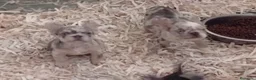 Bulldog Francés perros en venta: Bulldog francés exótico  - Anuncio 2
