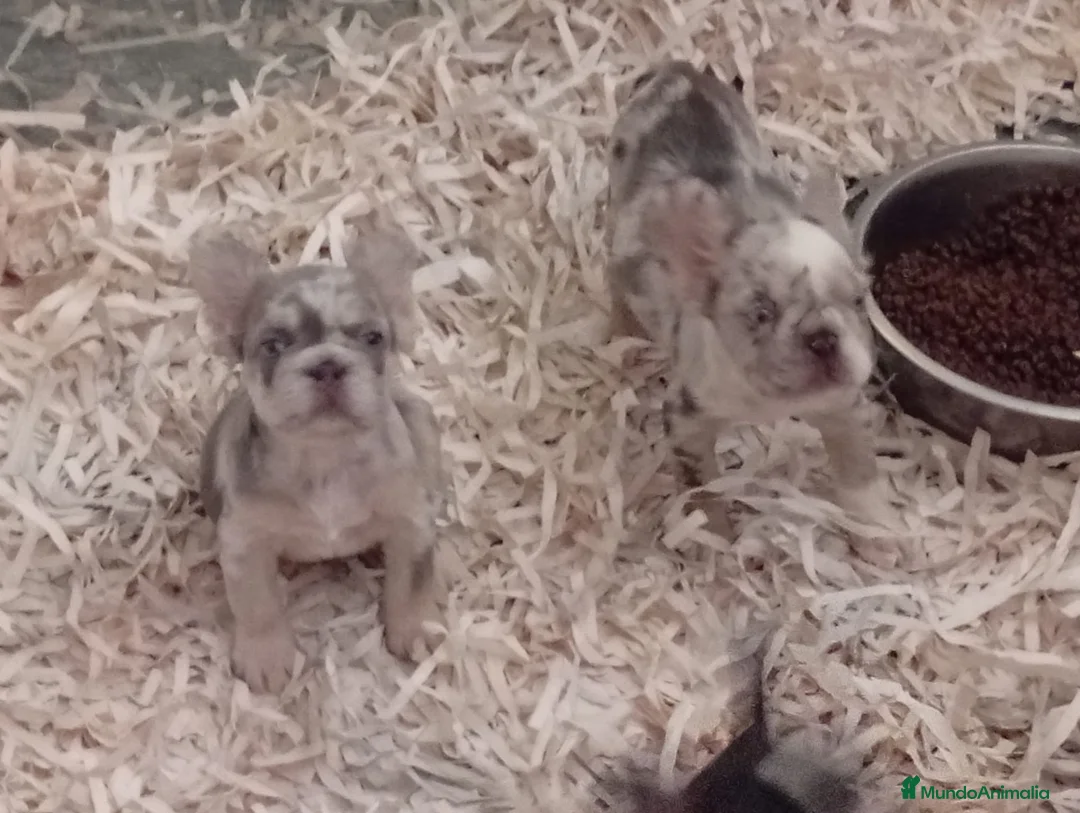 Bulldog Francés perros en venta: Bulldog francés exótico  - Anuncio 2