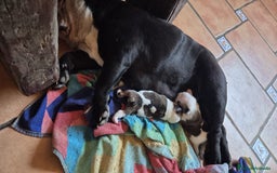 Bulldog Inglés perros en venta: Cachorro bulldog ingles  - Imagen 5