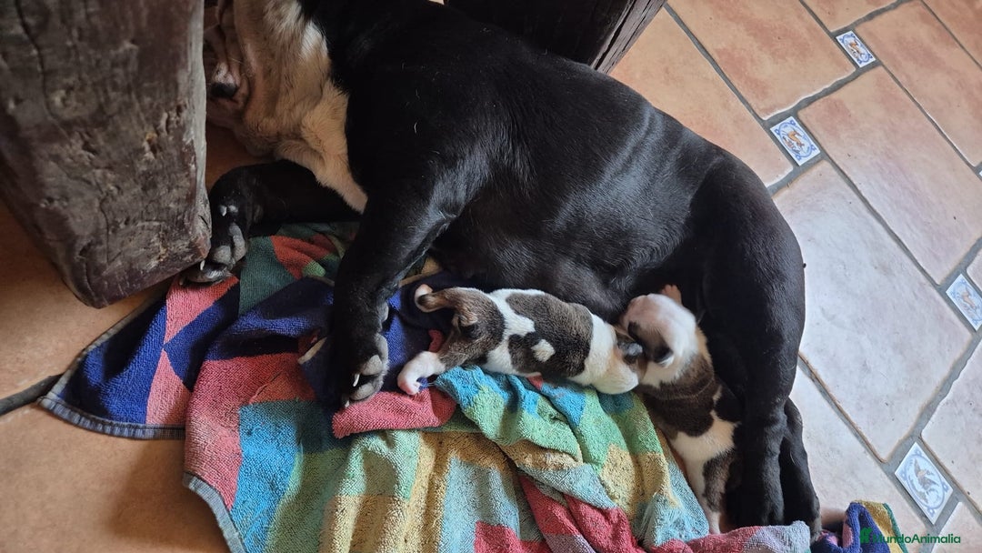 Bulldog Inglés perros en venta: Cachorro bulldog ingles  - Imagen 5