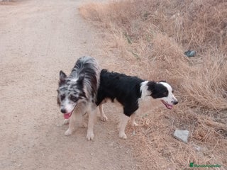 Border Collie perros border collie blue merle y blancos y negros - Anuncio 1