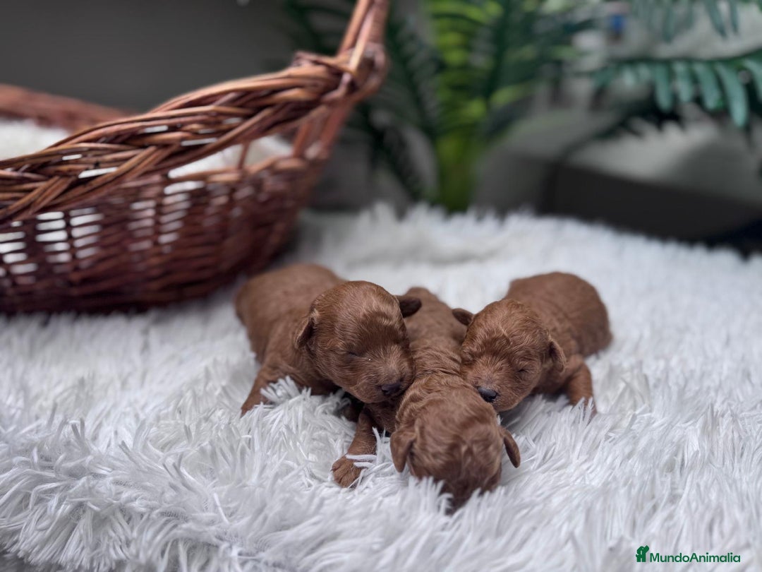 Caniche Toy perros en venta: CANICHE ROJO - Anuncio 9