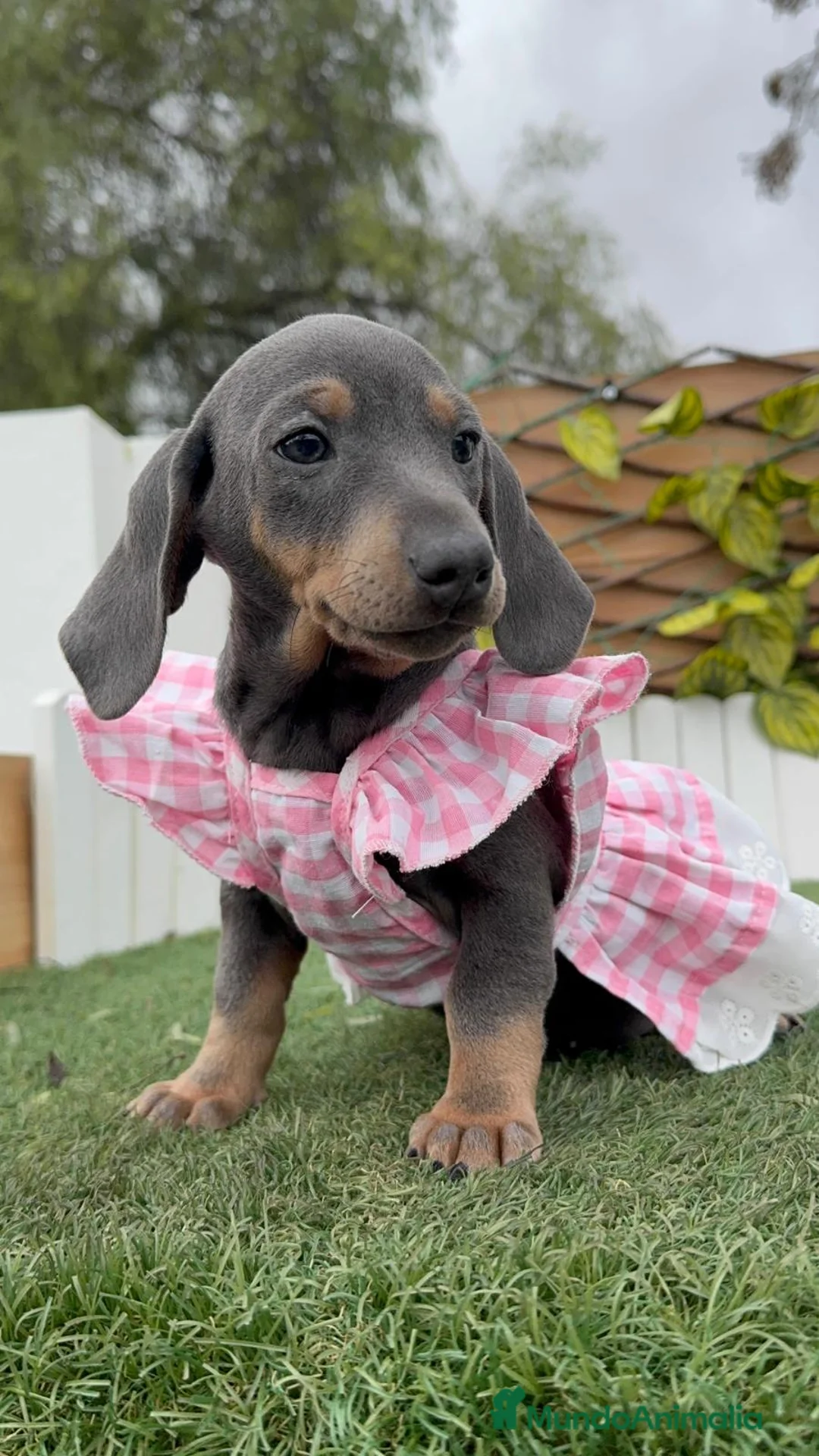 Teckel Miniatura perros en venta: TECKEL MINIATURA - Anuncio 5