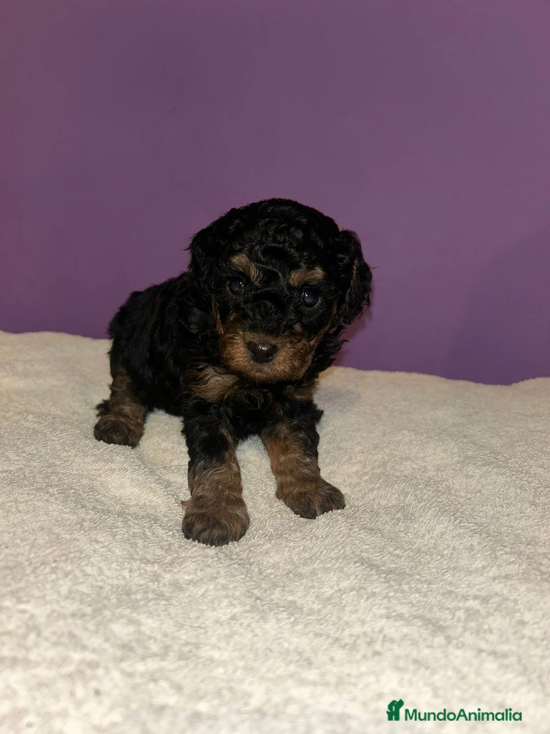 Caniche Toy perros en venta: Caniche toy  - Anuncio 9