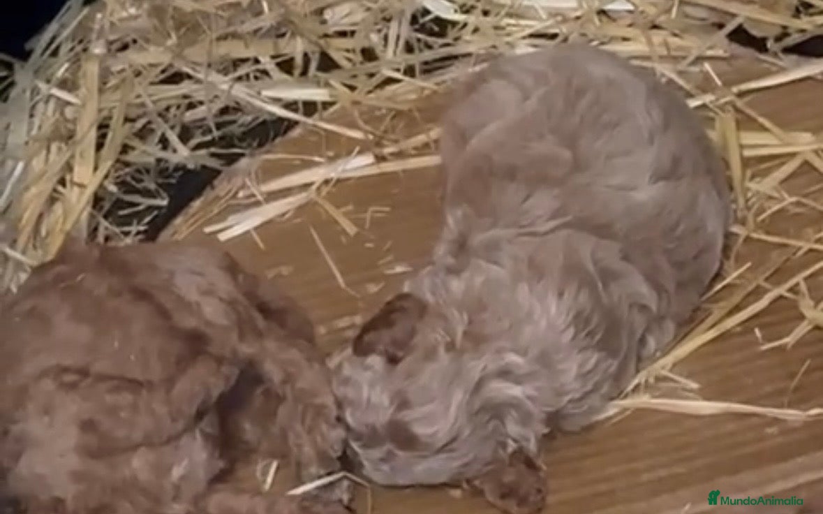 Caniche Toy perros Caniche apricot macho - Anuncio 1