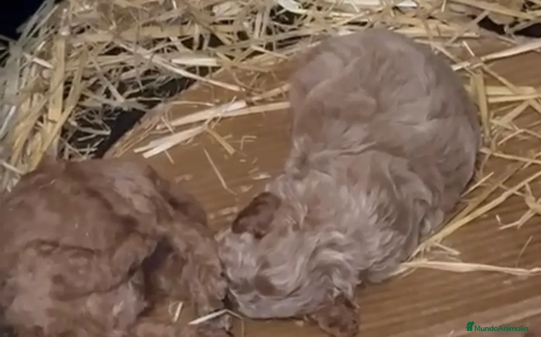 Caniche Toy perros en venta: Caniche apricot macho - Anuncio 1