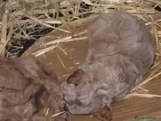 Caniche Toy perros Caniche apricot macho - Anuncio 1